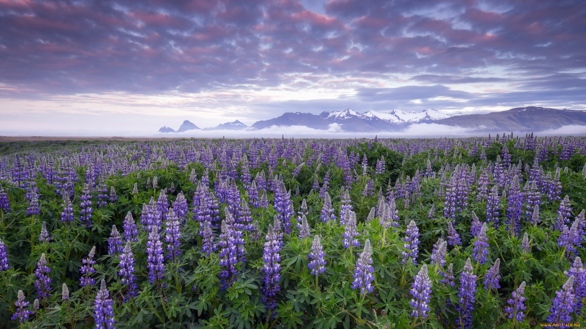 , , lupines, iceland, flowers